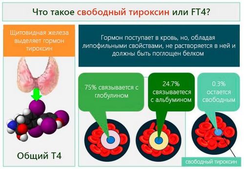 Тироксин в организме Что собой представляет Т4 свободный