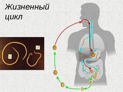 Цикл гельминтов Жизненный цикл гельминтов