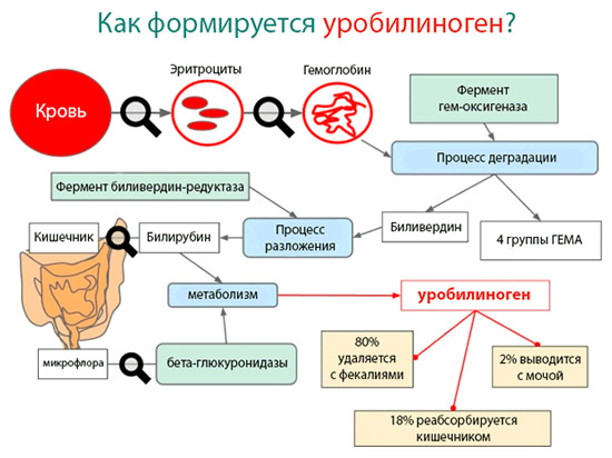 Что значит повышение уробилиногена в моче? Как образуется в организме и выводится уробилиноген