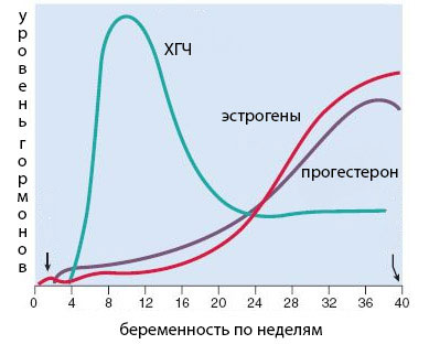 Концентрация ХГЧ по неделям Повышенный ХГЧ при беременности на разных сроках