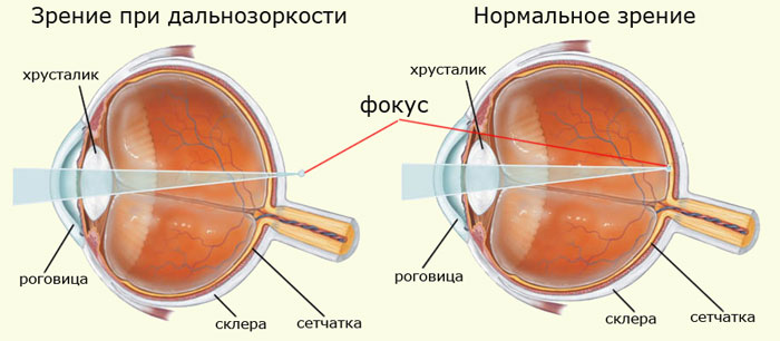 Строение глаза 1