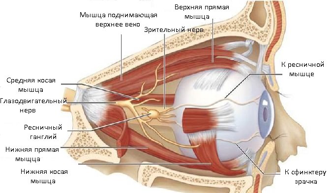 Глазница человека в разрезе 1