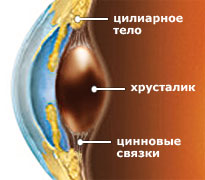 Цинновые связки