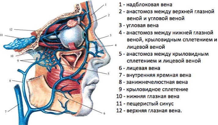 Вены зрительной системы Вены глазниц