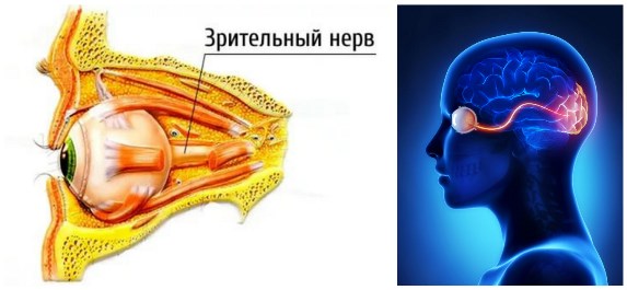 зрительный нерв